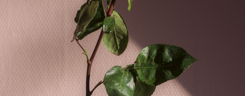 Casino interior with slot machines illuminated by neon lights